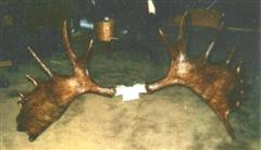 Bull Moose Rack Professionally Clean By Master Guide Dick Higgins