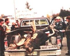 " nbsp;Maine 965 lbs Bull
Moose"