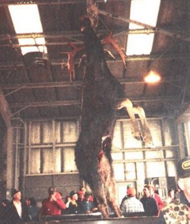 " Maine 965 lbs Bull Moose"