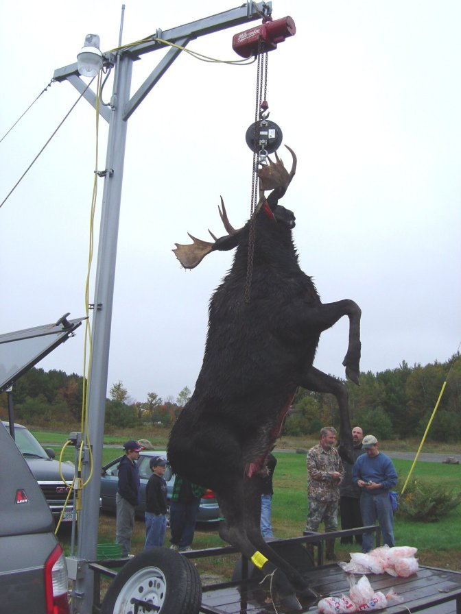 " Maine 965 lbs Bull Moose"